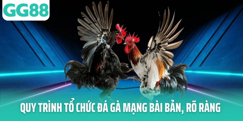 Quy trình tổ chức đá gà mạng bài bản, rõ ràng Quy trình tổ chức đá gà mạng bài bản, rõ ràng