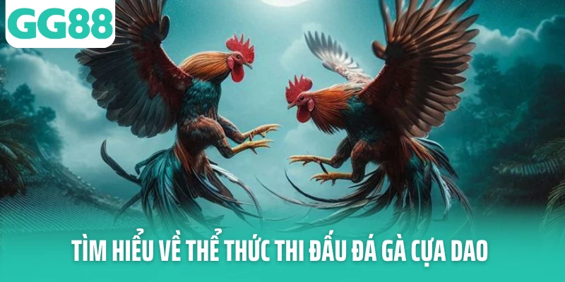 Tìm hiểu về thể thức thi đấu đá gà cựa dao Tìm hiểu về thể thức thi đấu đá gà cựa dao